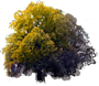 Golden Oak